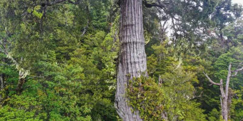 environnement-voici-ou-se-trouve-le-plus-vieil-arbre-du-monde