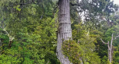 environnement-voici-ou-se-trouve-le-plus-vieil-arbre-du-monde