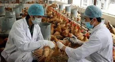 grippe-aviaire-larrivee-dun-vaccin-qualifie-defficace-soulage-les-eleveurs