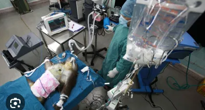 la-transplantation-de-tete-bientot-realisable