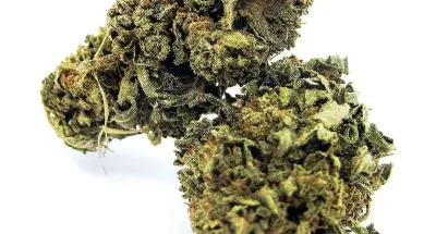 france-le-hhc-aussi-appele-cannabis-legal-est-desormais-interdit-a-la-vente