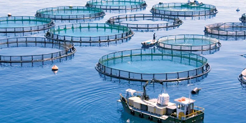 cooperation-economique-un-projet-israelien-pour-laquaculture-au-sahara-marocain