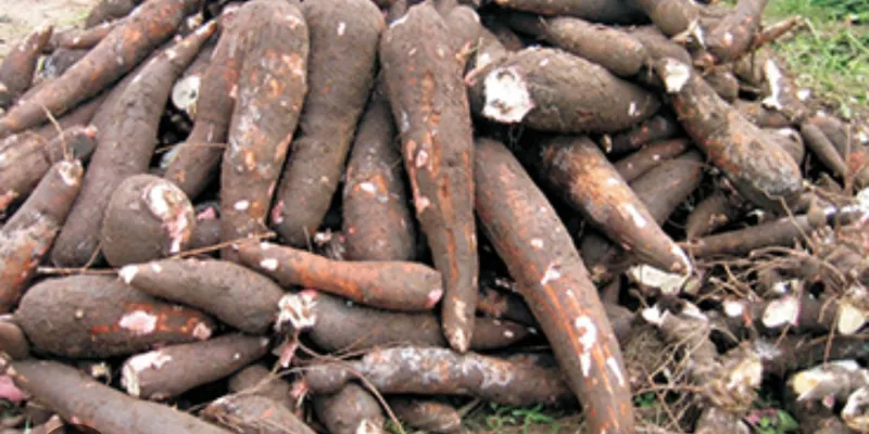on-ne-doit-pas-consommer-le-manioc-cru