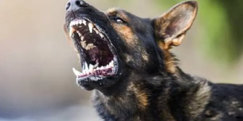 tragedie-a-bonoua-trois-veloces-chiens-a-lorigine-de-la-mort-dun-enfant-de-7-ans