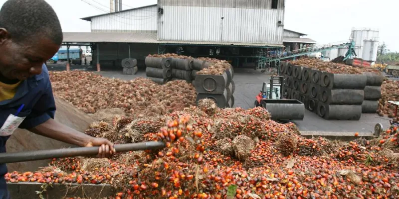 commercialisation-interieure-de-lhevea-et-du-palmier-a-huile-de-nouveaux-outils-mis-en-place