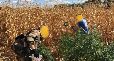 trafic-de-drogue-de-mante-lement-d-un-vaste-re-seau-de-producteurs-de-cannabis-a-bongouanou