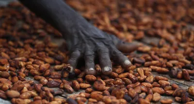 campagne-2023-2024-letat-fixe-a-1000f-le-kilogramme-de-cacao-et-a-900f-pour-le-cafe