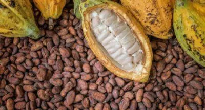composant-du-chocolat-la-cote-divoire-fournit-plus-de-45-des-feves-de-cacao-dans-le-monde