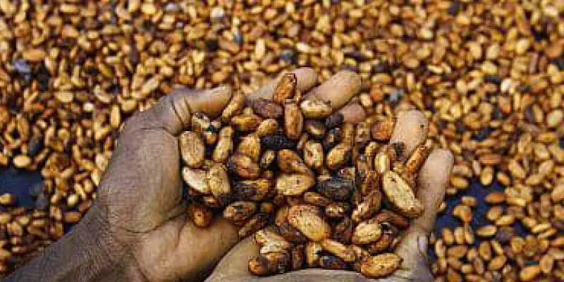 cote-divoire-les-deboires-de-la-filiere-cacao-inquietent-au-plus-haut-niveau