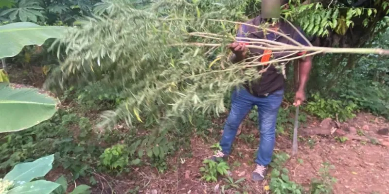 lutte-contre-la-drogue-110-plants-de-cannabis-detruits-a-bongouanou-et-affery