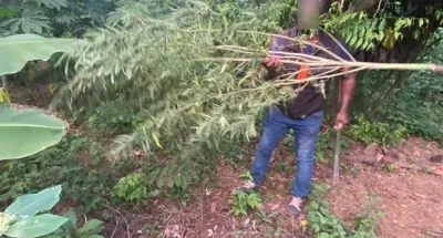 lutte-contre-la-drogue-110-plants-de-cannabis-detruits-a-bongouanou-et-affery
