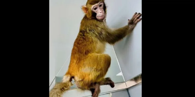 recherche-scientifique-des-scientifiques-chinois-ont-clone-avec-succes-un-singe-rhesus