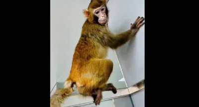 recherche-scientifique-des-scientifiques-chinois-ont-clone-avec-succes-un-singe-rhesus