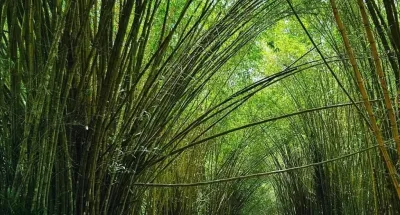 loisirs-une-journee-recreative-pour-lamicale-des-anciens-eleves-de-la-colline-verte-de-dabou