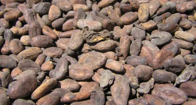 fuite-du-cacao-ivoirien-un-comite-multipartite-de-veille-en-cours-de-creation
