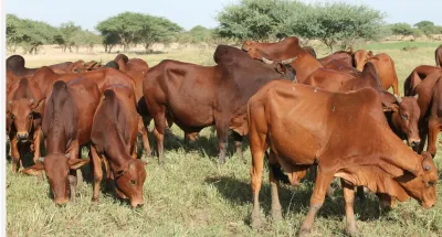 mauritanie-lindustrie-laitiere