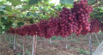 cote-divoire-quand-le-raisin-se-fraye-un-chemin-dans-le-pays-du-cacao