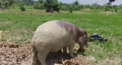 nzianouan-un-hippopotame-tombe-dans-un-puits-sauve-par-les-agents-des-eaux-et-forets