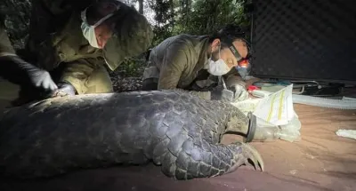 afrique-centrale-le-pangolin-le-plus-gros-au-monde-se-trouve-au-gabon