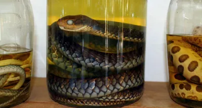 asie-la-curieuse-liqueur-de-serpent-ses-vertus