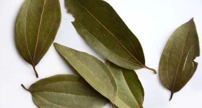 sante-le-laurier-une-plante-aux-vertus-surnaturelles