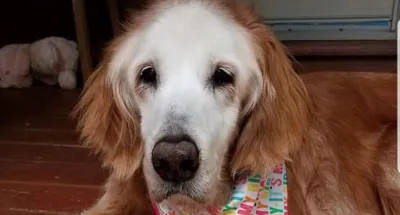 espagne-le-plus-vieux-chien-du-monde-a-fete-son-anniversaire