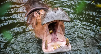 malawi-1-mort-et-23-disparus-apres-un-accrochage-entre-1-bateau-et-un-hippopotame
