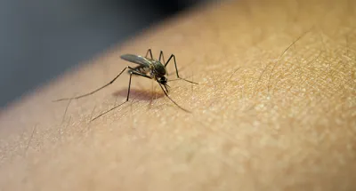sante-certaines-odeurs-corporelles-attirent-plus-les-moustiques-selon-la-science